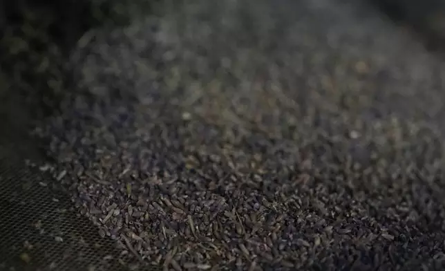 Dried lavender buds sift through a processor, Wednesday, Aug. 21, 2024, at Hereward Farms in East Garafraxa, Ontario. (AP Photo/Joshua A. Bickel)