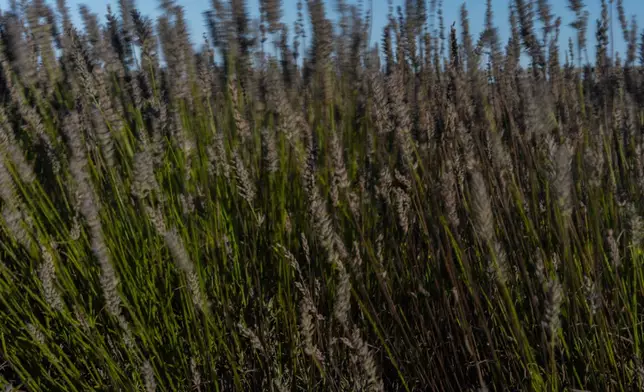 Wind blows through lavender plants, Wednesday, Aug. 21, 2024, at a farm in East Garafraxa, Ontario. (AP Photo/Joshua A. Bickel)