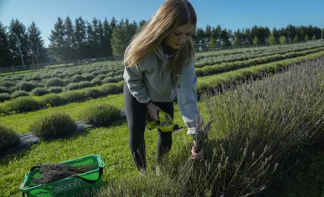 Cadence Thurgood cuts lavender, Wednesday, Aug. 21, 2024, at a farm in East Garafraxa, Ontario. (AP Photo/Joshua A. Bickel)