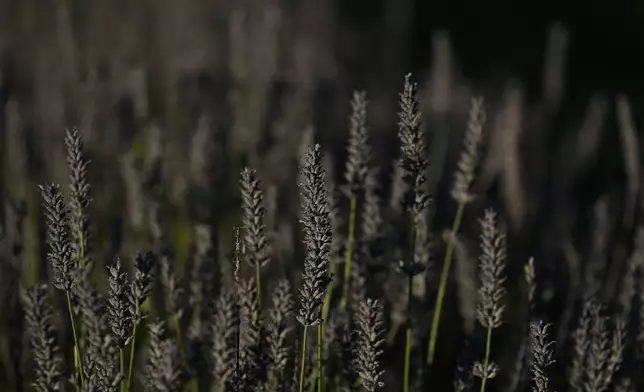 Lavender plants grow, Wednesday, Aug. 21, 2024, at a farm in East Garafraxa, Ontario. (AP Photo/Joshua A. Bickel)