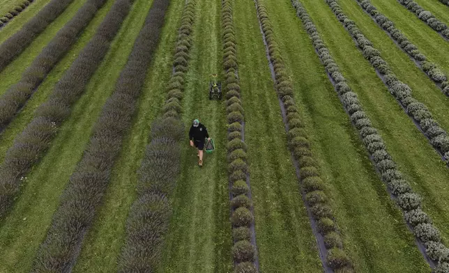 Weston Grubb carries a bucket of fresh-cut lavender while harvesting, Wednesday, Aug. 21, 2024, in East Garafraxa, Ontario. (AP Photo/Joshua A. Bickel)