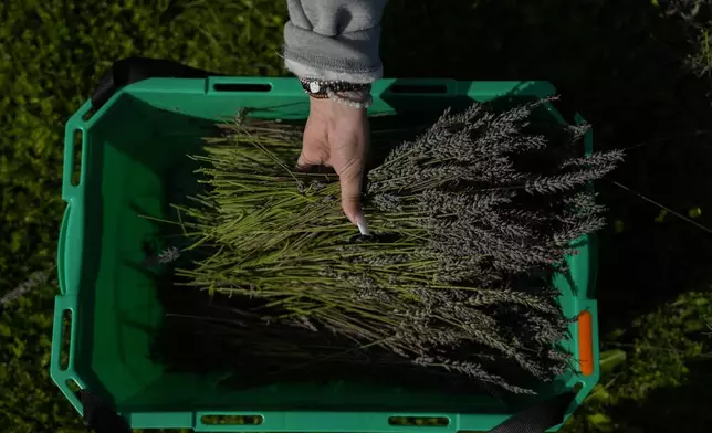 Cadence Thurgood places freshly-cut lavender in a bucket while harvesting, Wednesday, Aug. 21, 2024, at a farm in East Garafraxa, Ontario. (AP Photo/Joshua A. Bickel)