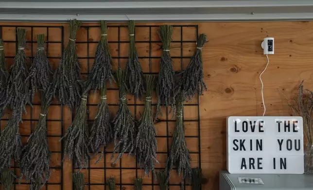 Bunches of cut lavender hang on display, Wednesday, Aug. 21, 2024, at Hereward Farms in East Garafraxa, Ontario. (AP Photo/Joshua A. Bickel)