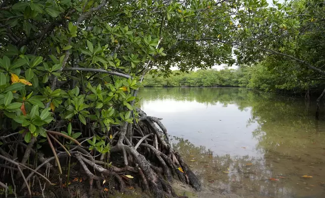 Red mangroves line the shore at Oleta River State Park, Thursday, Aug. 22, 2024, in North Miami Beach, Fla. (AP Photo/Marta Lavandier)