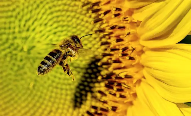 A bee flies to a sunflower on a field in the outskirts of Frankfurt, Germany, Wednesday, Aug. 28, 2024. (AP Photo/Michael Probst)