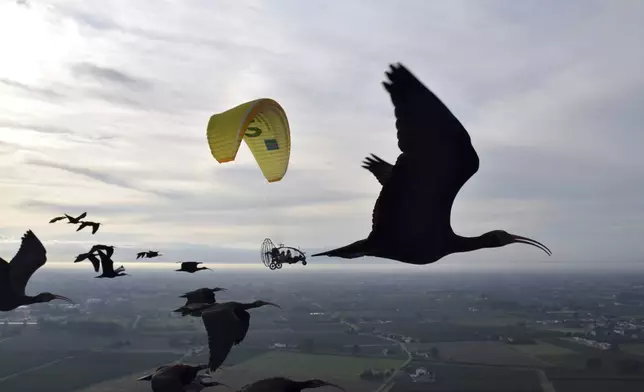 This photo provide by Waldrappteam Conservation &amp; Research shows the migration from Northern Bald Ibis, or the Waldrapp, supported by foster parents of the birds in a microlight aircraft, waving and shouting encouragement through a bullhorn as it flies through the air from Seekirchen am Wallersee in Austria to Oasi Laguna di Orbetello in Italy during August and September 2022. (Waldrappteam Conservation &amp; Research via AP)