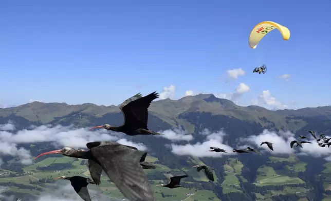 This photo provide by Waldrappteam Conservation &amp; Research shows the migration from Northern Bald Ibis, or the Waldrapp, supported by foster parents of the birds in a microlight aircraft, waving and shouting encouragement through a bullhorn as it flies through the air from Seekirchen am Wallersee in Austria to Oasi Laguna di Orbetello in Italy during August and September 2022. (Waldrappteam Conservation &amp; Research via AP)