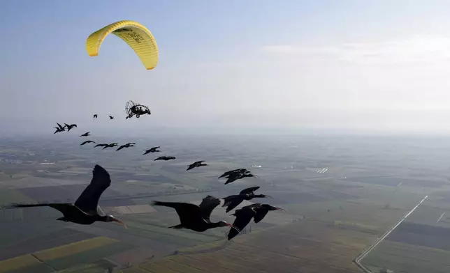 This photo provide by Waldrappteam Conservation &amp; Research shows the migration from Northern Bald Ibis, or the Waldrapp, supported by foster parents of the birds in a microlight aircraft, waving and shouting encouragement through a bullhorn as it flies through the air from Seekirchen am Wallersee in Austria to Oasi Laguna di Orbetello in Italy during August and September 2022. (Waldrappteam Conservation &amp; Research)