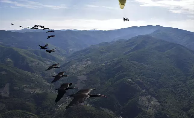 This photo provide by Waldrappteam Conservation &amp; Research shows the migration from Northern Bald Ibis, or the Waldrapp, supported by foster parents of the birds in a microlight aircraft, waving and shouting encouragement through a bullhorn as it flies through the air from Seekirchen am Wallersee in Austria to Oasi Laguna di Orbetello in Italy during August and September 2022. (Waldrappteam Conservation &amp; Research via AP)