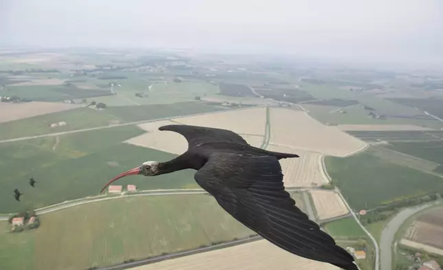 This photo provide by Waldrappteam Conservation &amp; Research shows the migration from Northern Bald Ibis, or the Waldrapp from Seekirchen am Wallersee in Austria to Oasi Laguna di Orbetello in Italy during August and September 2022. (Waldrappteam Conservation &amp; Research via AP)