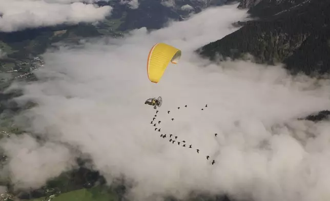 This photo provide by Waldrappteam Conservation &amp; Research shows the migration from Northern Bald Ibis, or the Waldrapp, supported by foster parents of the birds in a microlight aircraft, waving and shouting encouragement through a bullhorn as it flies through the air from Seekirchen am Wallersee in Austria to Oasi Laguna di Orbetello in Italy during August and September 2022. (Waldrappteam Conservation &amp; Research via AP)