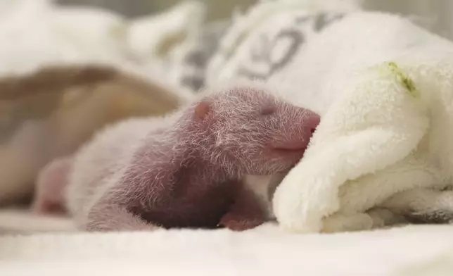 This photo released by the Zoo Berlin on Tuesday, Aug. 27, shows a newborn panda at the Zoo in Berlin. (© 2024 Zoo Berlin via AP)