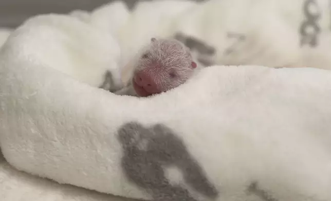 This photo released by the Zoo Berlin on Tuesday, Aug. 27, shows a newborn panda at the Zoo in Berlin. (© 2024 Zoo Berlin via AP)