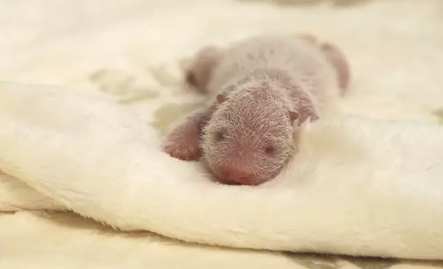 This photo released by the Zoo Berlin on Tuesday, Aug. 27, shows a newborn panda at the Zoo in Berlin. (© 2024 Zoo Berlin via AP)