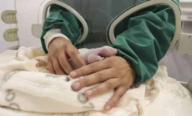 This photo released by the Zoo Berlin on Tuesday, Aug. 27, shows as an employee holds a newborn panda at the Zoo in Berlin. (© 2024 Zoo Berlin via AP)