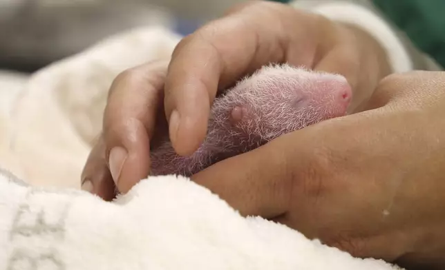 This photo released by the Zoo Berlin on Tuesday, Aug. 27, shows as an employee holds a newborn panda at the Zoo in Berlin. (© 2024 Zoo Berlin via AP)