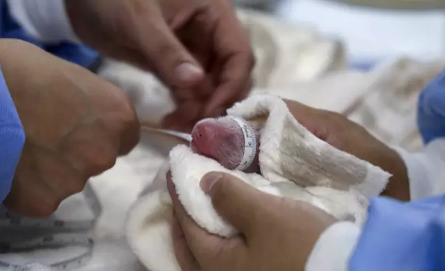 This photo released by the Zoo Berlin shows employee measuring two new born giant pandas at the Zoo in Berlin on Thursday, Aug. 22, 20024. (© 2024 Zoo Berlin via AP)