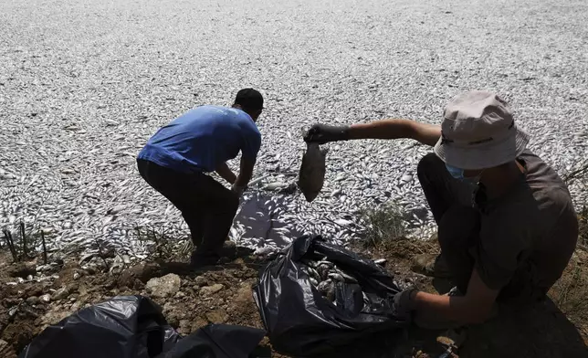 Workers collect dead fish from a river near the port city of Volos, central Greece, Thursday, Aug. 29, 2024, following a mass die-off linked to extreme climate fluctuations. (AP Photo/Vaggelis Kousioras)