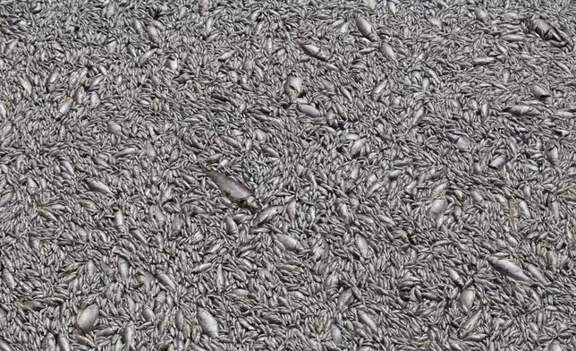 Tons of dead fish fill a river near the port city of Volos, central Greece, Thursday, Aug. 29, 2024, following a mass die-off linked to extreme climate fluctuations. (AP Photo/Vaggelis Kousioras)