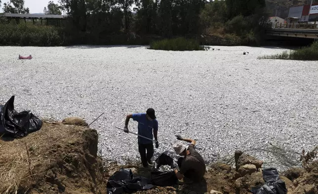 Workers collect dead fish from a river near the port city of Volos, central Greece, Thursday, Aug. 29, 2024, following a mass die-off linked to extreme climate fluctuations. (AP Photo/Vaggelis Kousioras)