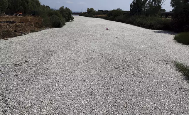 Tons of dead fish fill a river near the port city of Volos, central Greece, Thursday, Aug. 29, 2024, following a mass die-off linked to extreme climate fluctuations. (AP Photo/Vaggelis Kousioras)