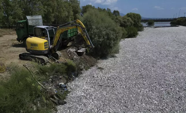 A bulldozer collects dead fish from a river near the port city of Volos, central Greece, Thursday, Aug. 29, 2024, following a mass die-off linked to extreme climate fluctuations. (AP Photo/Vaggelis Kousioras)