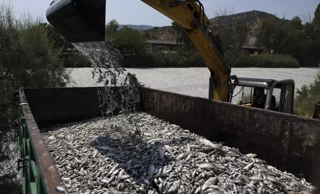 A bulldozer collects dead fish from a river near the port city of Volos, central Greece, Thursday, Aug. 29, 2024, following a mass die-off linked to extreme climate fluctuations. (AP Photo/Vaggelis Kousioras)