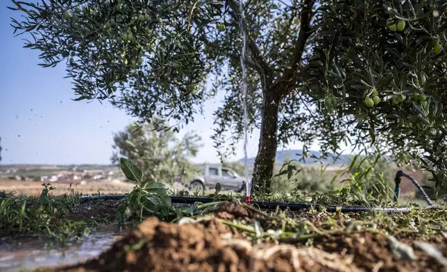 An olive grove is watered from a container in the village of Nea Silata at Halkidiki peninsula, northern Greece, Aug. 19, 2024. A severe drought in northern Greece, worsened by successive heatwaves and low rainfall, is causing water shortages that are threatening agriculture, drying up lakes, and stressing local communities dependent on tourism. (AP Photo/Giannis Papanikos)