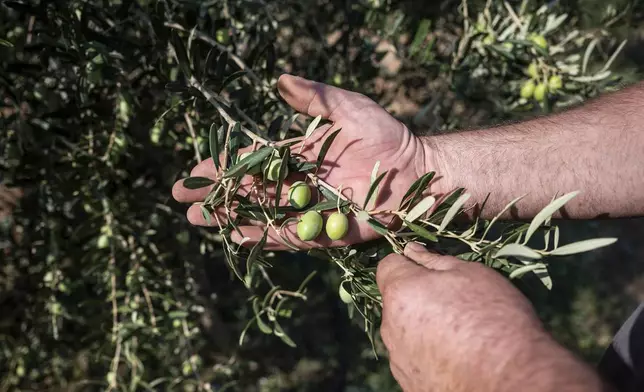 Dimitris Papadakis, inspects his olive trees, in the village of Nea Silata at Halkidiki peninsula, northern Greece, Aug. 19, 2024. A severe drought in northern Greece, worsened by successive heatwaves and low rainfall, is causing water shortages that are threatening agriculture, drying up lakes, and stressing local communities dependent on tourism. (AP Photo/Giannis Papanikos)