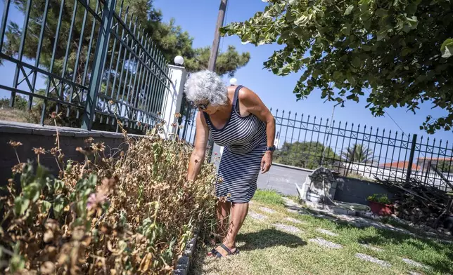 Haroula Psaropoulou, checks her dried flowers in the village of Nea Potidea, at Halkidiki peninsula, northern Greece, Aug. 19, 2024. A severe drought in northern Greece, worsened by successive heatwaves and low rainfall, is causing water shortages that are threatening agriculture, drying up lakes, and stressing local communities dependent on tourism. (AP Photo/Giannis Papanikos)