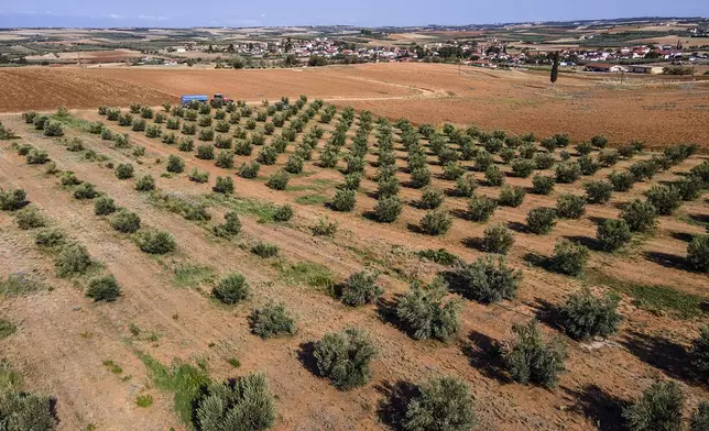 The olive grove of Dimitris Papadakis is seen from above in the village of Nea Silata at Halkidiki peninsula, northern Greece, Aug. 19, 2024. A severe drought in northern Greece, worsened by successive heatwaves and low rainfall, is causing water shortages that are threatening agriculture, drying up lakes, and stressing local communities dependent on tourism. (AP Photo/Giannis Papanikos)