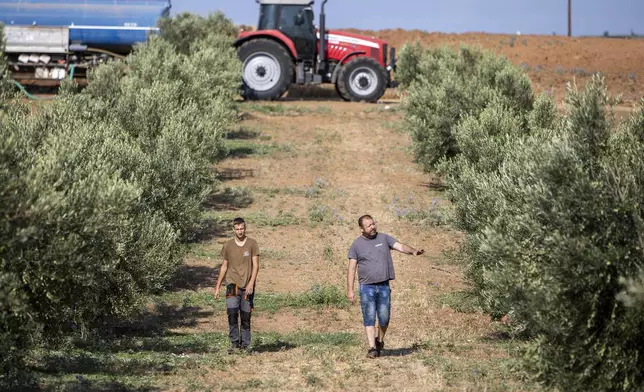 Farmers Dimitris Papadakis, right, and his son Dimitris Papadakis Jr, inspect their olive trees, in the village of Nea Silata at Halkidiki peninsula, northern Greece, Aug. 19, 2024. A severe drought in northern Greece, worsened by successive heatwaves and low rainfall, is causing water shortages that are threatening agriculture, drying up lakes, and stressing local communities dependent on tourism. (AP Photo/Giannis Papanikos)