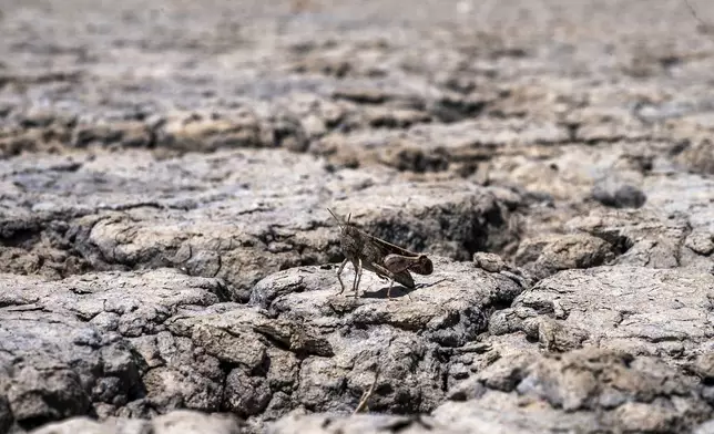 A grasshopper stands on the dried out Lake Picrolimni, in the village of Mikrokampos, northern Greece, Aug. 19, 2024. A severe drought in northern Greece, worsened by successive heatwaves and low rainfall, is causing water shortages that are threatening agriculture, drying up lakes, and stressing local communities dependent on tourism. (AP Photo/Giannis Papanikos)