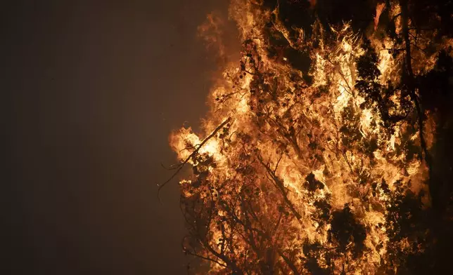 A tree burns in Varnava village during a wildfire, north of Athens, Greece, Sunday, Aug. 11, 2024, with many regions of the country on high alert due to high temperatures and wind speeds. (AP Photo/Michael Varaklas)