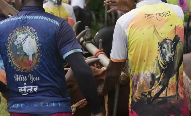 Farmers wear t-shirts with pictures of oxen with messages 'One Passion', right, and 'Miss You Sundar' as they prepare a team to compete in a traditional oxen plow race known as Nangarni Spardha at Sarand village in Ratnagiri district, in the Indian state of Maharashtra, Thursday, Aug. 22, 2024. (AP Photo/Rajanish Kakade)