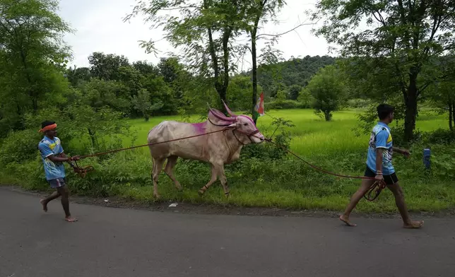 Men walk with an ox from a nearby village to compete in a traditional oxen plow race known as Nangarni Spardha at Dervan village in Ratnagiri district, in the Indian state of Maharashtra, Thursday, Aug. 22, 2024. (AP Photo/Rajanish Kakade)