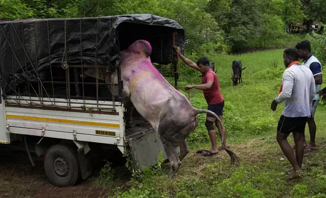 A man helps an ox out of a vehicle as the animal is brought from a nearby village to compete in a traditional oxen plow race known as Nangarni Spardha at Dervan village in Ratnagiri district, in the Indian state of Maharashtra, Thursday, Aug. 22, 2024. (AP Photo/Rajanish Kakade)