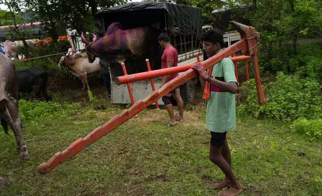 A man carries wooden plows on his shoulders as he arrives for a traditional oxen plow race known as Nangarni Spardha at Dervan village in Ratnagiri district, in the Indian state of Maharashtra, Thursday, Aug. 22, 2024. (AP Photo/Rajanish Kakade)