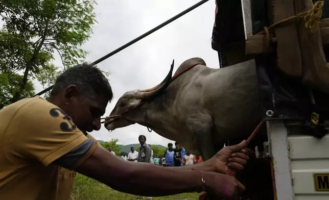 A man helps an ox out of a vehicle as the animal is brought from a nearby village to compete in a traditional oxen plow race known as Nangarni Spardha at Dervan village in Ratnagiri district, in the Indian state of Maharashtra, Thursday, Aug. 22, 2024. (AP Photo/Rajanish Kakade)