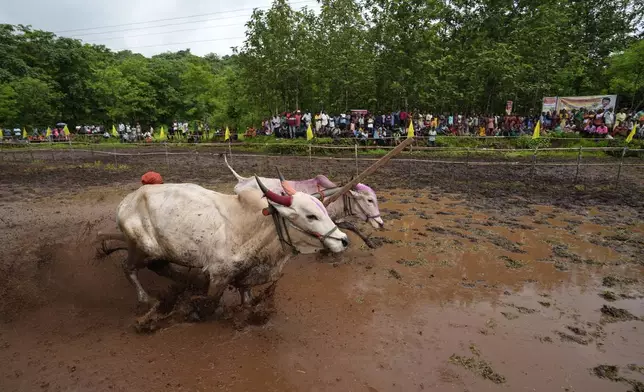 An oxen team competes in a traditional oxen plow race known as Nangarni Spardha at Dervan village in Ratnagiri district, in the Indian state of Maharashtra, Thursday, Aug. 22, 2024. (AP Photo/Rajanish Kakade)