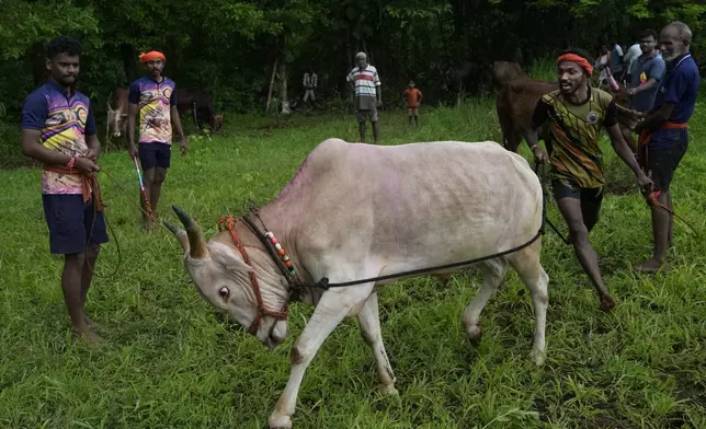 Farmers agitate an ox before pairing it with another for a traditional oxen plow race known as Nangarni Spardha at Sarand village in Ratnagiri district, in the Indian state of Maharashtra, Thursday, Aug. 22, 2024. (AP Photo/Rajanish Kakade)