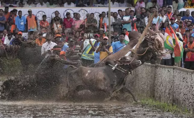 A farmer attempts to rein in his speeding oxen as they break through a fence during a traditional oxen plow race known as Nangarni Spardha at Dervan village in Ratnagiri district, in the Indian state of Maharashtra, Thursday, Aug. 22, 2024. (AP Photo/Rajanish Kakade)