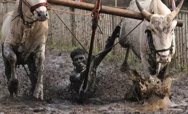 A farmer holds onto the reins as he runs through mud behind his speeding oxen during a traditional oxen plow race known as Nangarni Spardha at Dervan village in Ratnagiri district, in the Indian state of Maharashtra, Thursday, Aug. 22, 2024. (AP Photo/Rajanish Kakade)