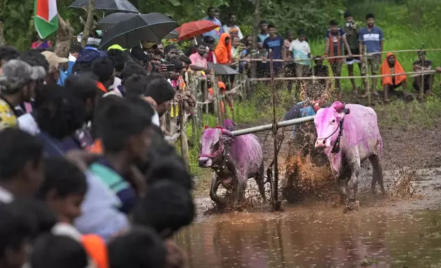 People watch a traditional oxen plow race known as Nangarni Spardha at Sarand village in Ratnagiri district, in the Indian state of Maharashtra, Thursday, Aug. 22, 2024. (AP Photo/Rajanish Kakade)