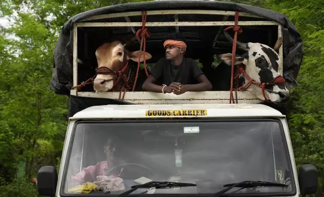 A farmer arrives in a transport vehicle with his oxen to compete in a traditional oxen plow race known as Nangarni Spardha at Sarand village in Ratnagiri district, in the Indian state of Maharashtra, Thursday, Aug. 22, 2024. (AP Photo/Rajanish Kakade)