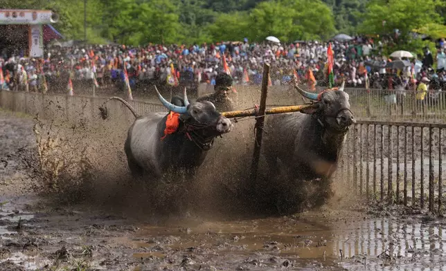 A farmer holds onto the reins as he runs through mud behind his speeding oxen during a traditional oxen plow race known as Nangarni Spardha at Dervan village in Ratnagiri district, in the Indian state of Maharashtra, Thursday, Aug. 22, 2024. (AP Photo/Rajanish Kakade)