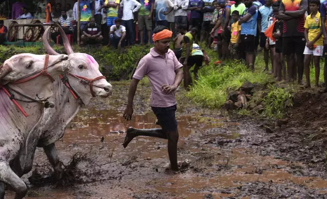 A spectator runs to get out of the way of speeding oxen as they overshoot the finishing mark during a traditional oxen plow race known as Nangarni Spardha at Sarand village in Ratnagiri district, in the Indian state of Maharashtra, Thursday, Aug. 22, 2024. (AP Photo/Rajanish Kakade)