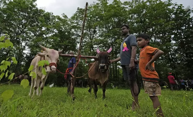 A farmer and his son stand beside their oxen and wait for their turn to participate in a traditional oxen plow race known as Nangarni Spardha at Sarand village in Ratnagiri district, in the Indian state of Maharashtra, Thursday, Aug. 22, 2024. (AP Photo/Rajanish Kakade)