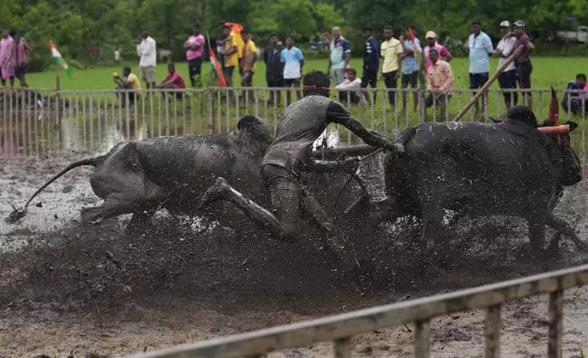 A farmer holds onto the reins as he runs through mud behind his speeding oxen during a traditional oxen plow race known as Nangarni Spardha at Dervan village in Ratnagiri district, in the Indian state of Maharashtra, Thursday, Aug. 22, 2024. (AP Photo/Rajanish Kakade)