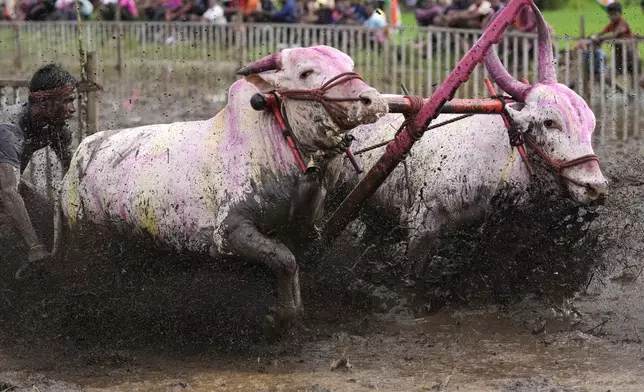 A farmer holds onto the reins as he runs through mud behind his speeding oxen during a traditional oxen plow race known as Nangarni Spardha at Dervan village in Ratnagiri district, in the Indian state of Maharashtra, Thursday, Aug. 22, 2024. (AP Photo/Rajanish Kakade)